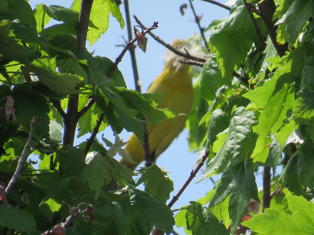 Orchard Oriole - ML618830498