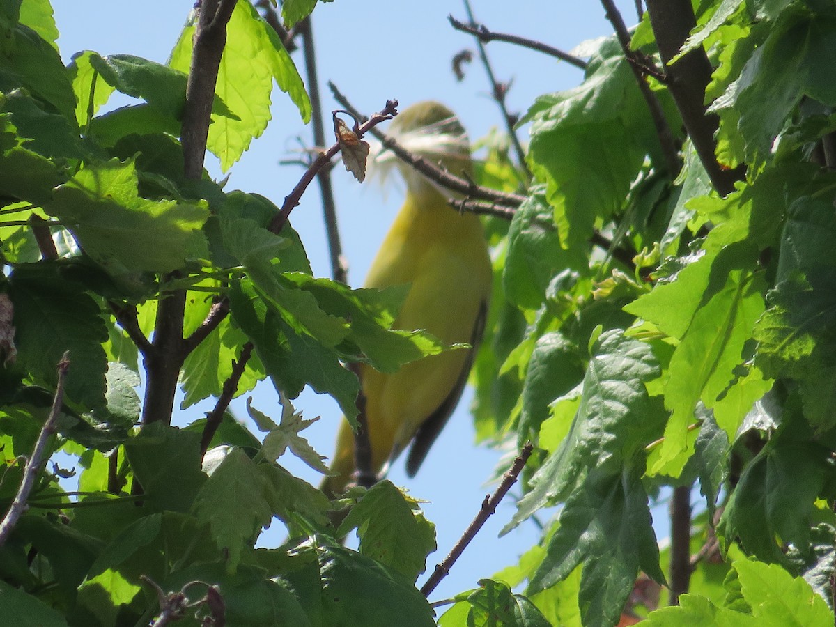 Orchard Oriole - ML618830499