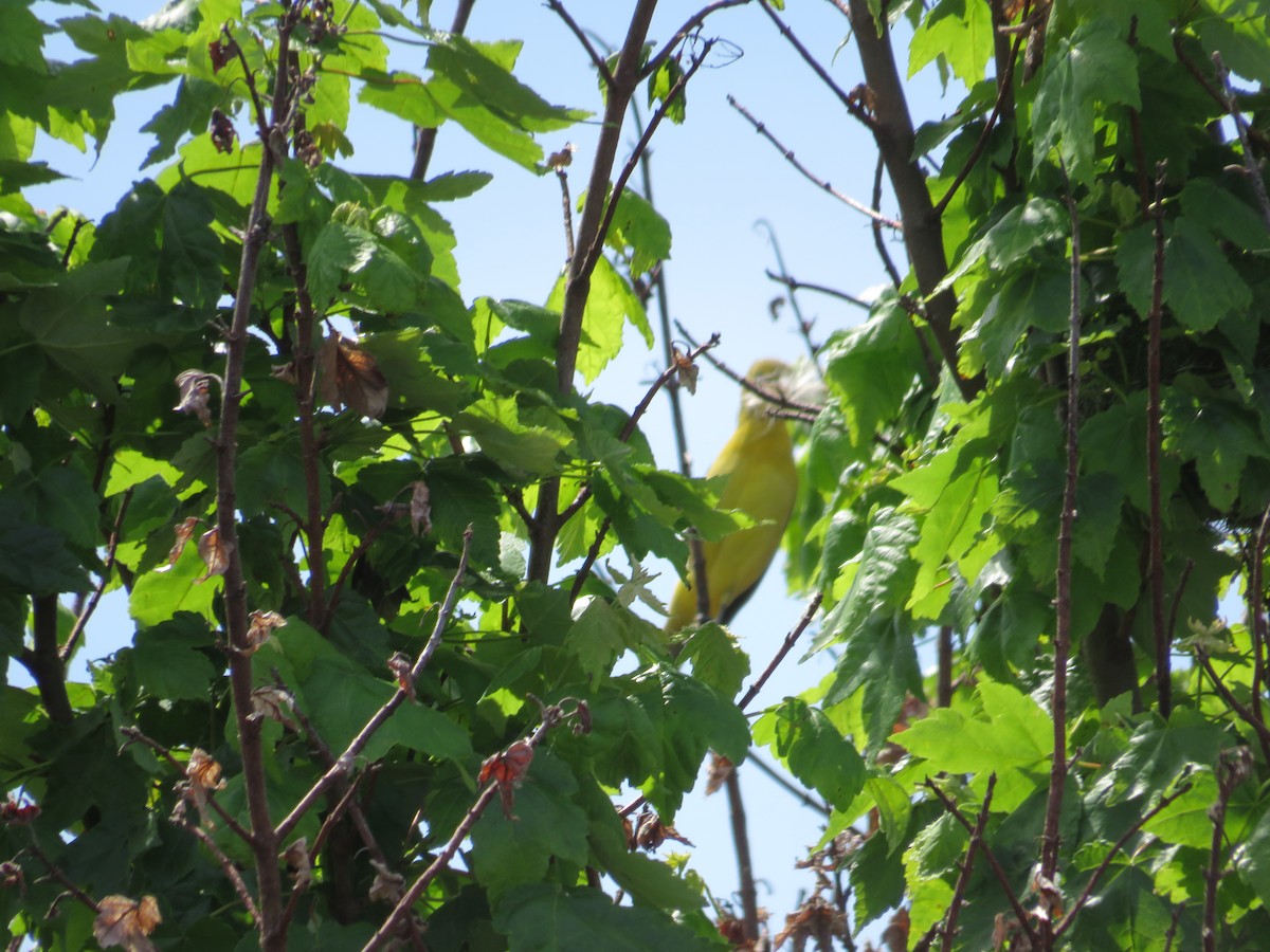 Orchard Oriole - ML618830500