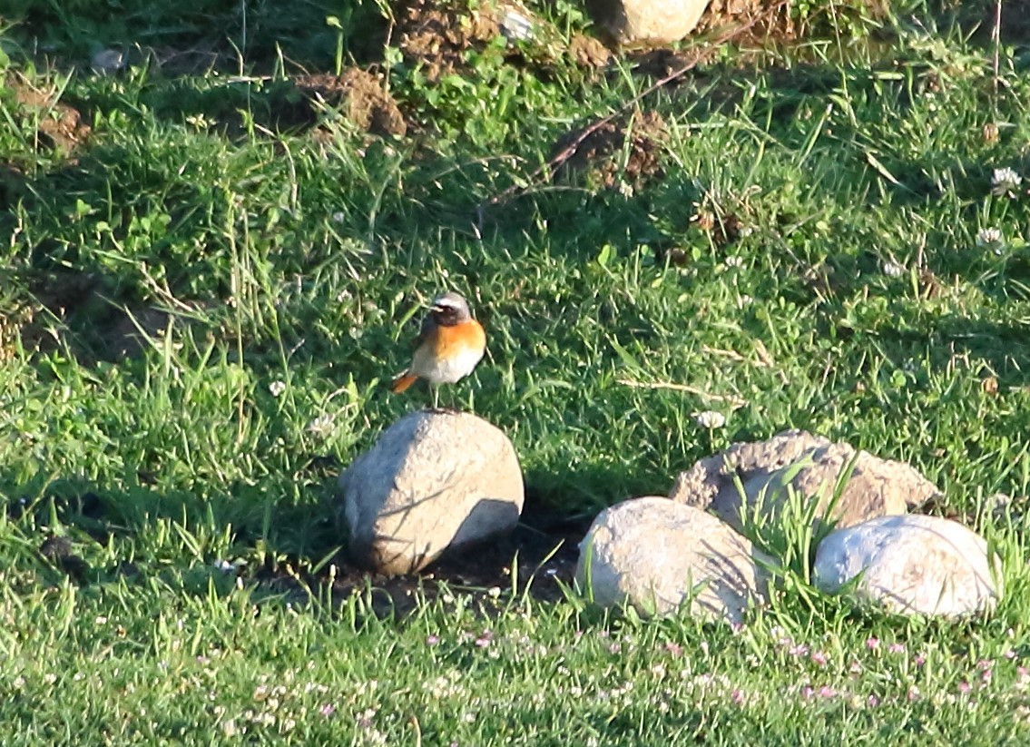 Common Redstart - Elaheh Afsaneh