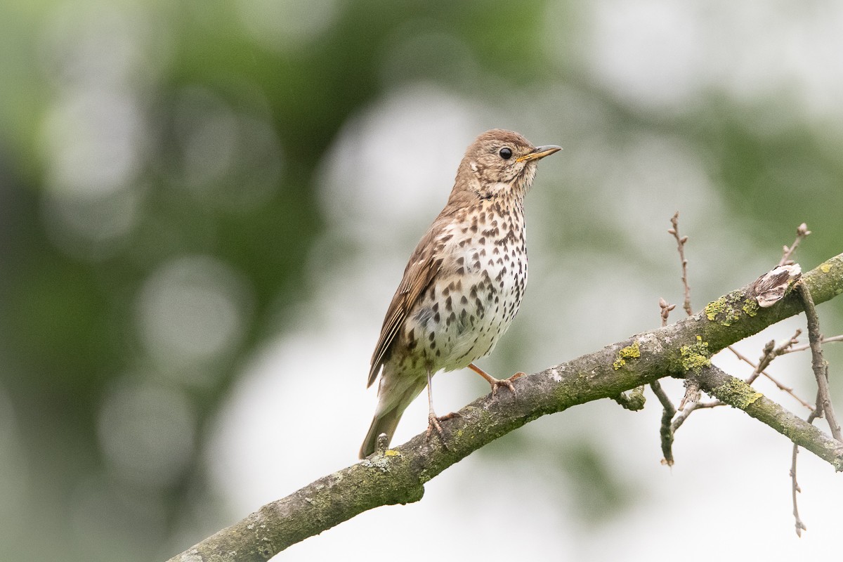 Song Thrush - Guido Van den Troost