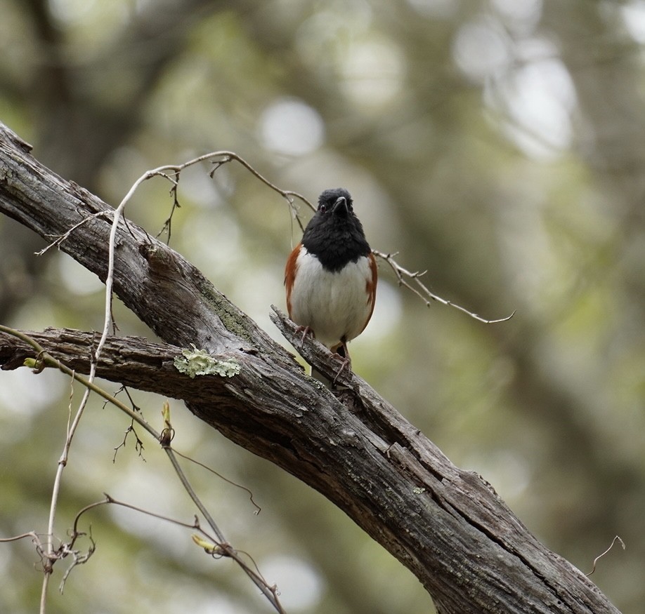 Eastern Towhee - Rachel Orlando