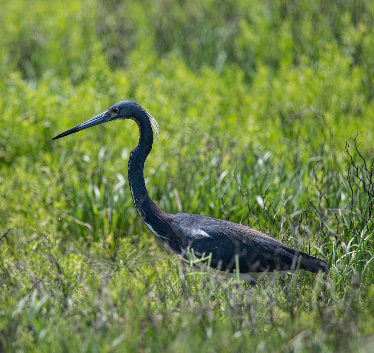 Tricolored Heron - Robert Provost