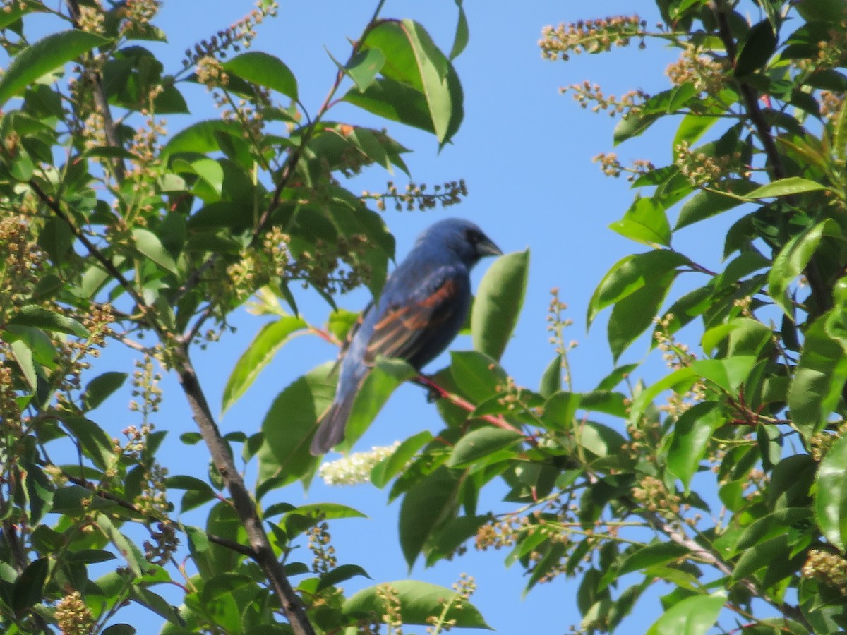 Blue Grosbeak - Randy Fisher