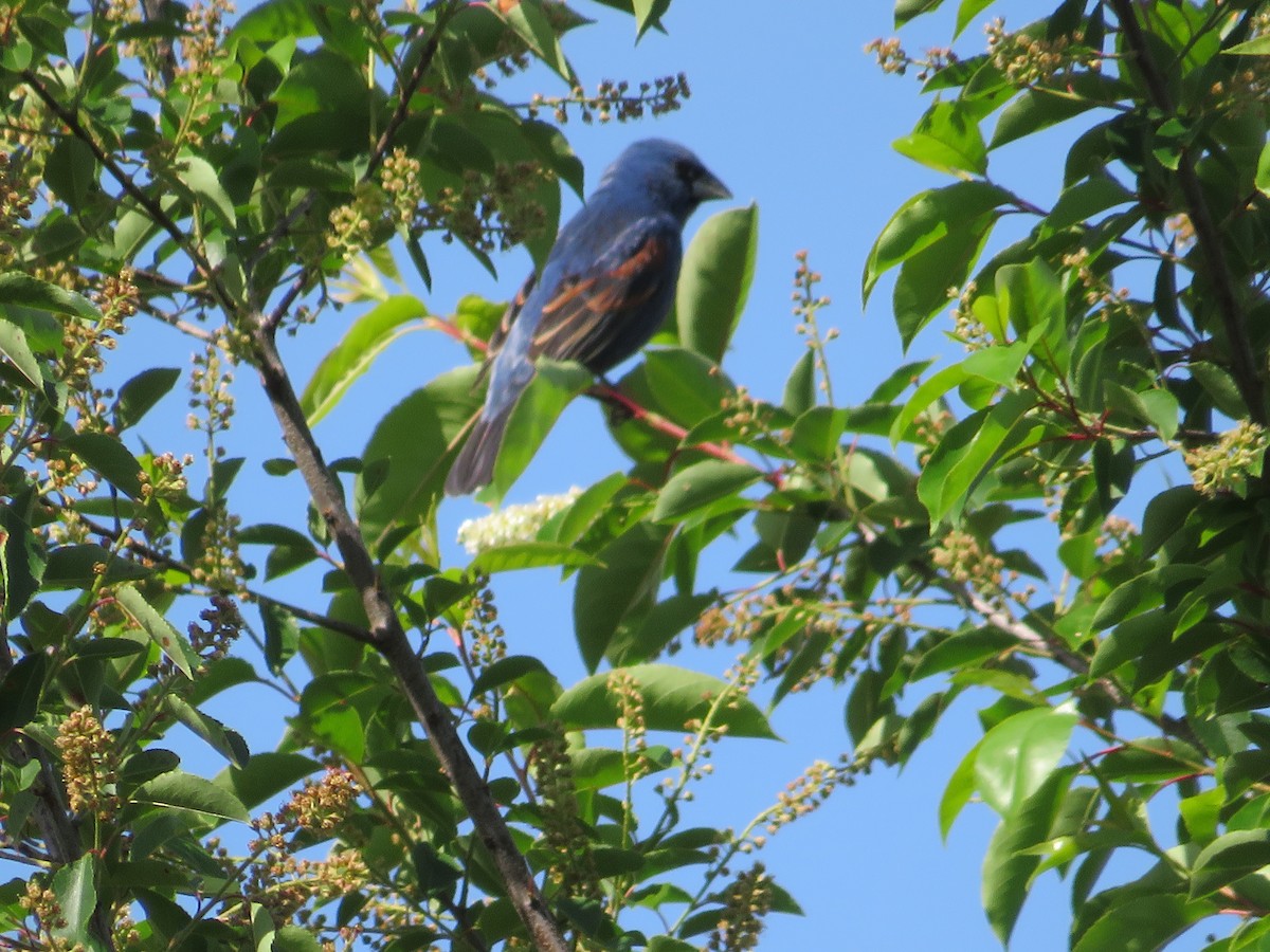 Blue Grosbeak - Randy Fisher