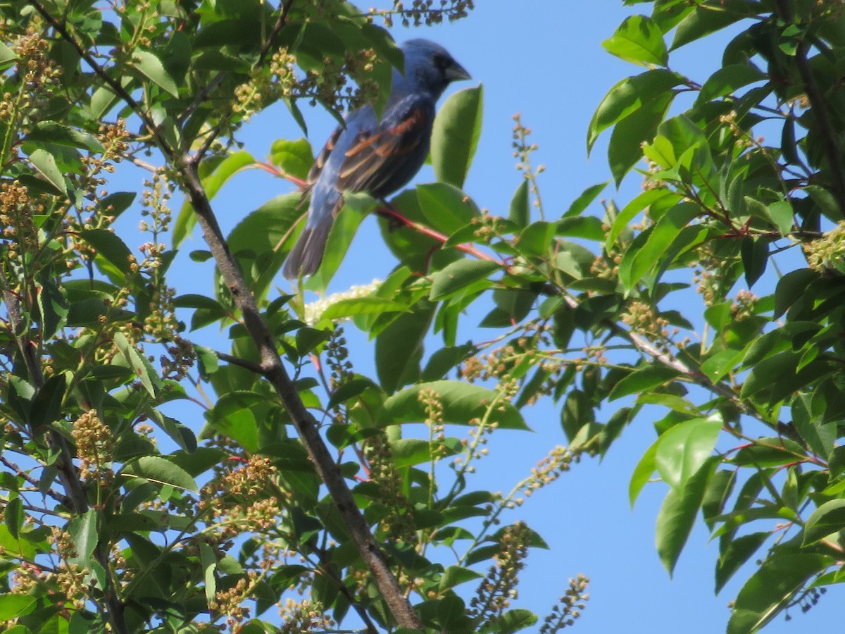 Blue Grosbeak - Randy Fisher