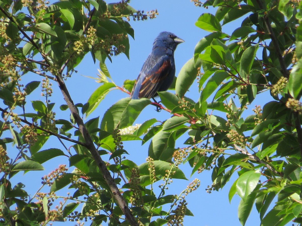 Blue Grosbeak - Randy Fisher