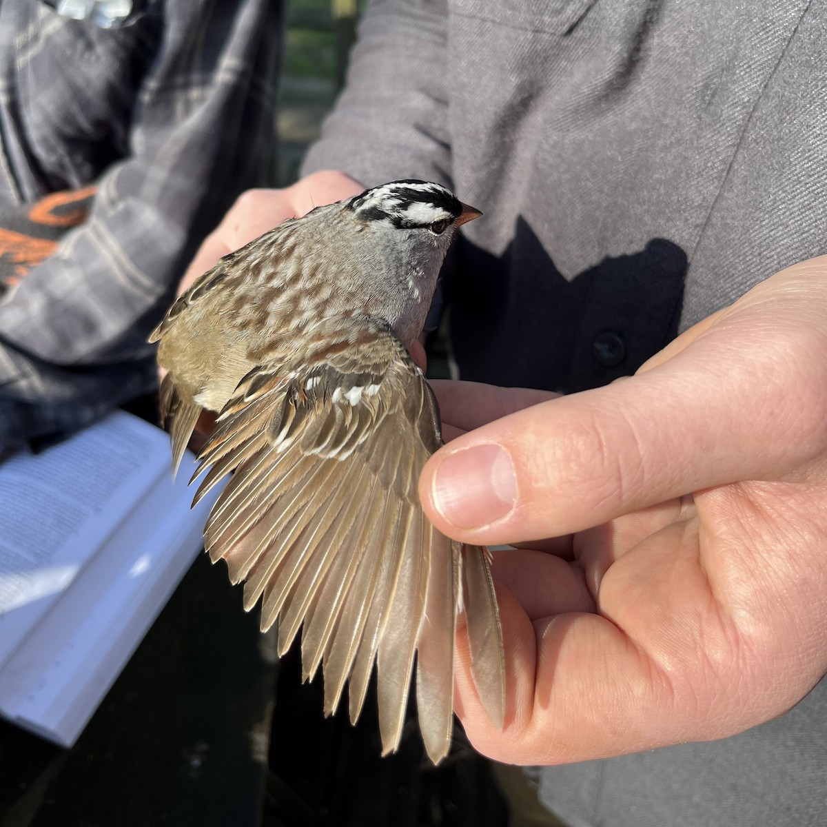 White-crowned Sparrow - Jonah Tamez