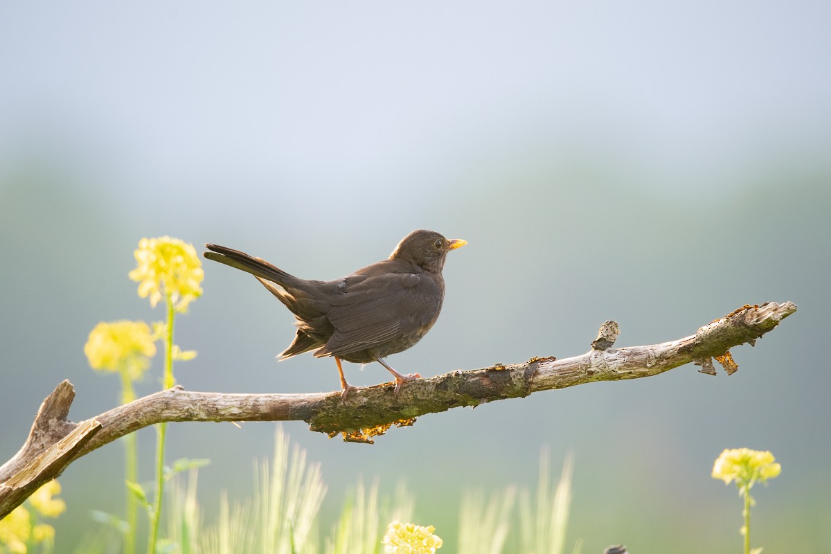 Eurasian Blackbird - Guido Van den Troost