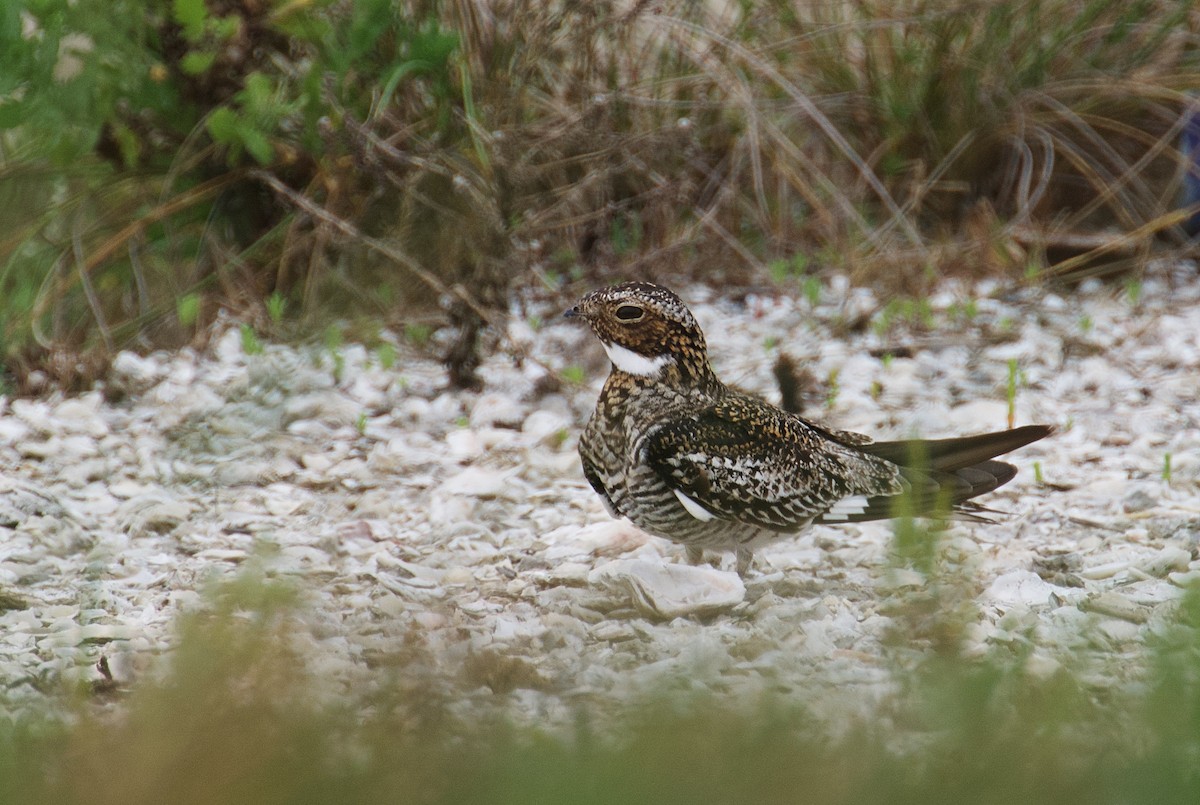 Common Nighthawk - ML618830553