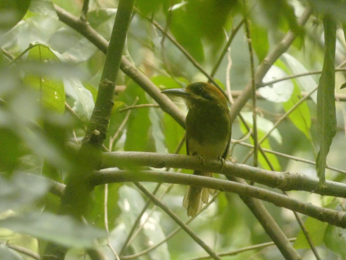 Tody Motmot - Mattis Pagany