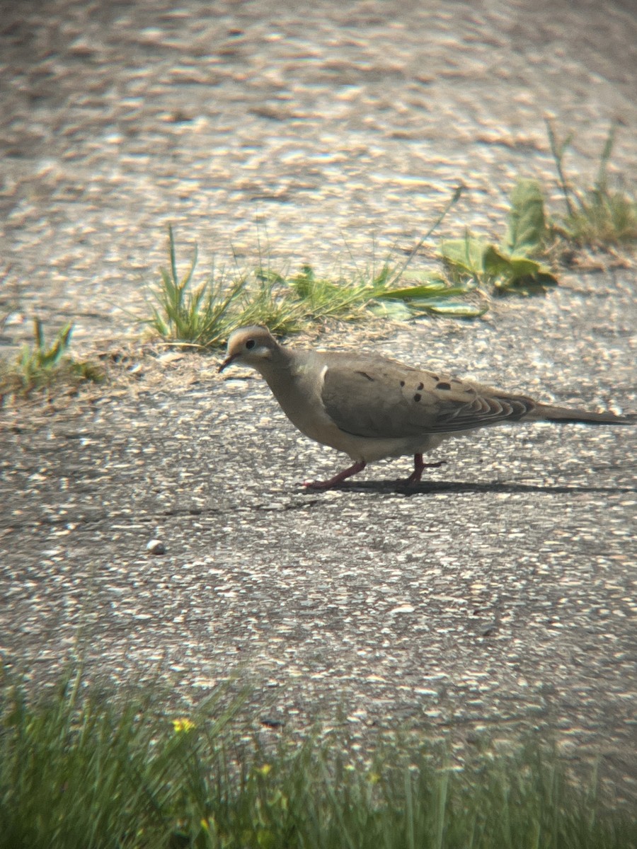 Mourning Dove - ML618830562