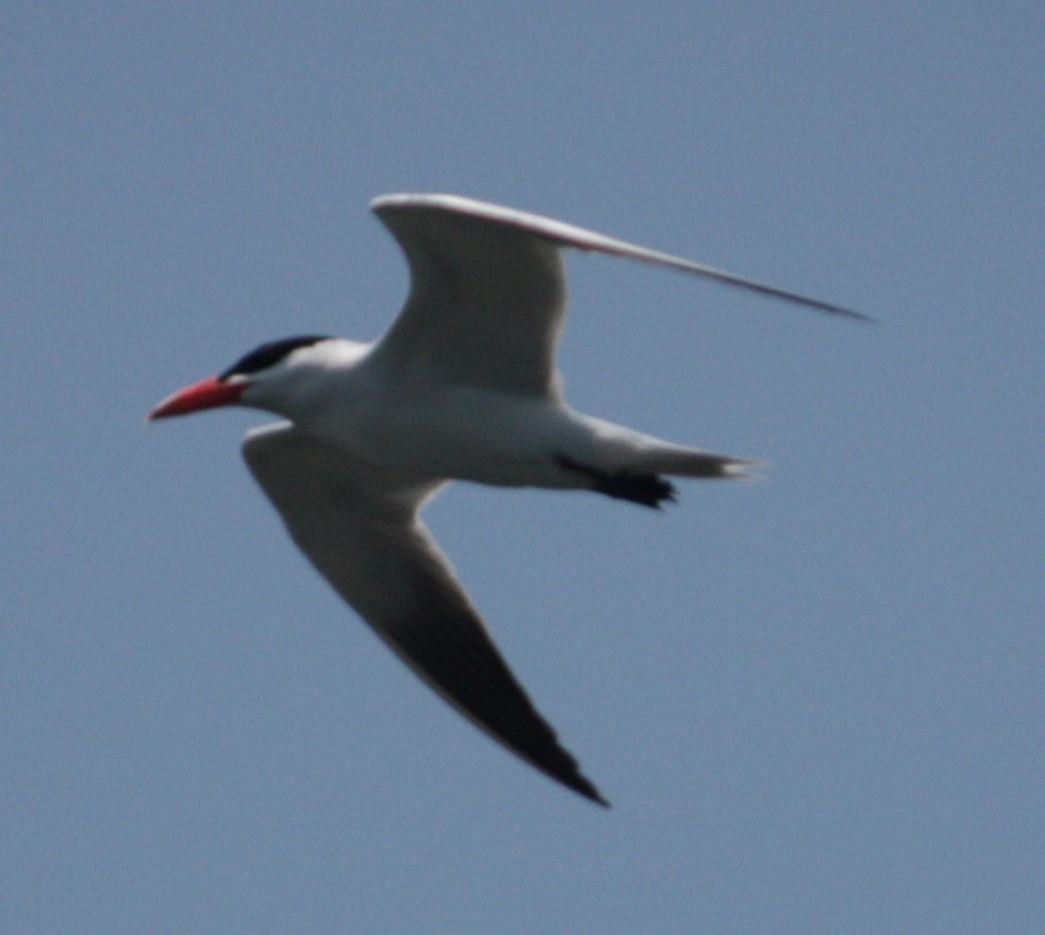 Caspian Tern - Jeffrey C and Teresa B Freedman