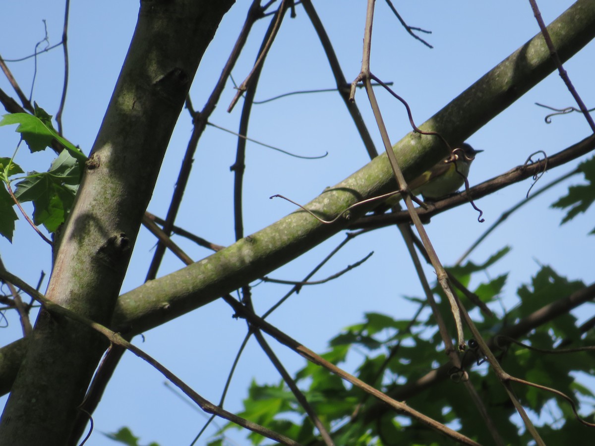 American Redstart - ML618830575