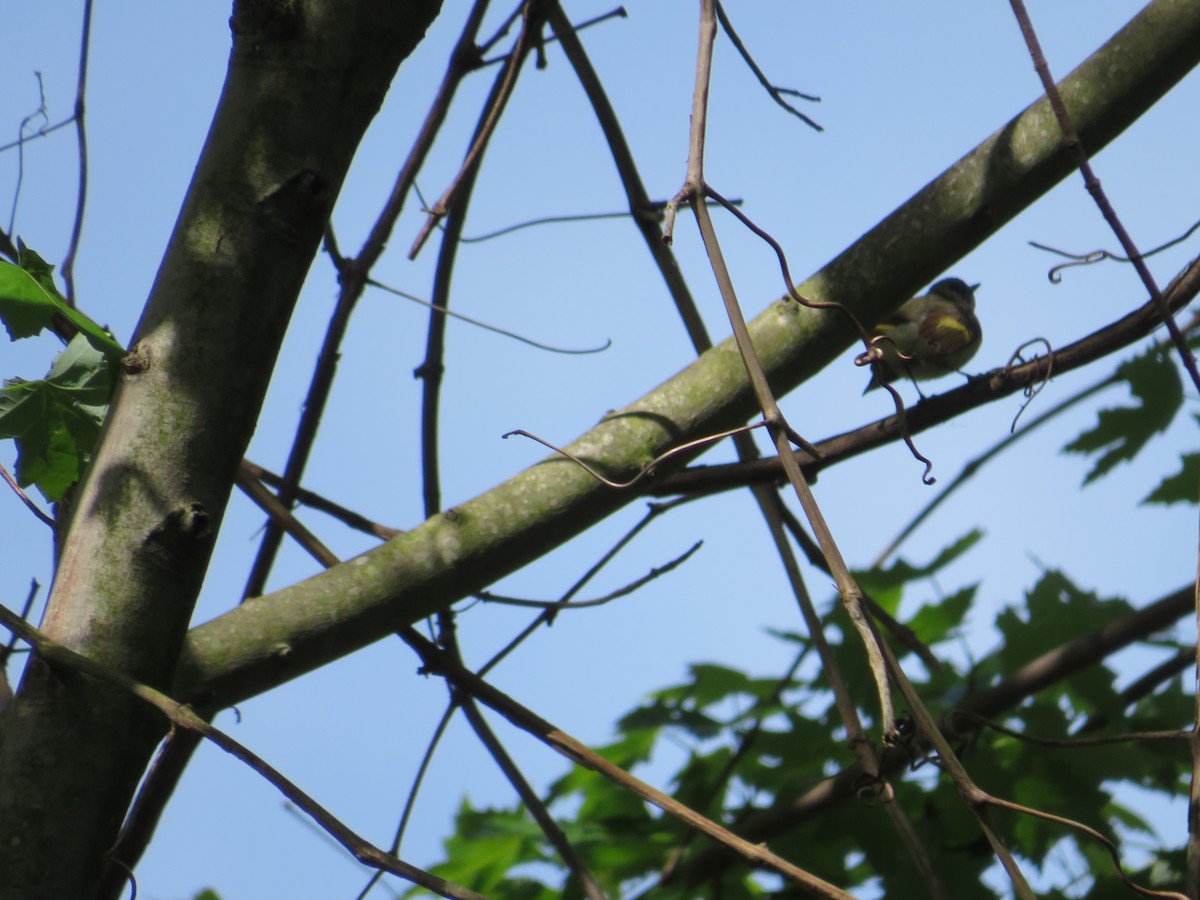American Redstart - ML618830576