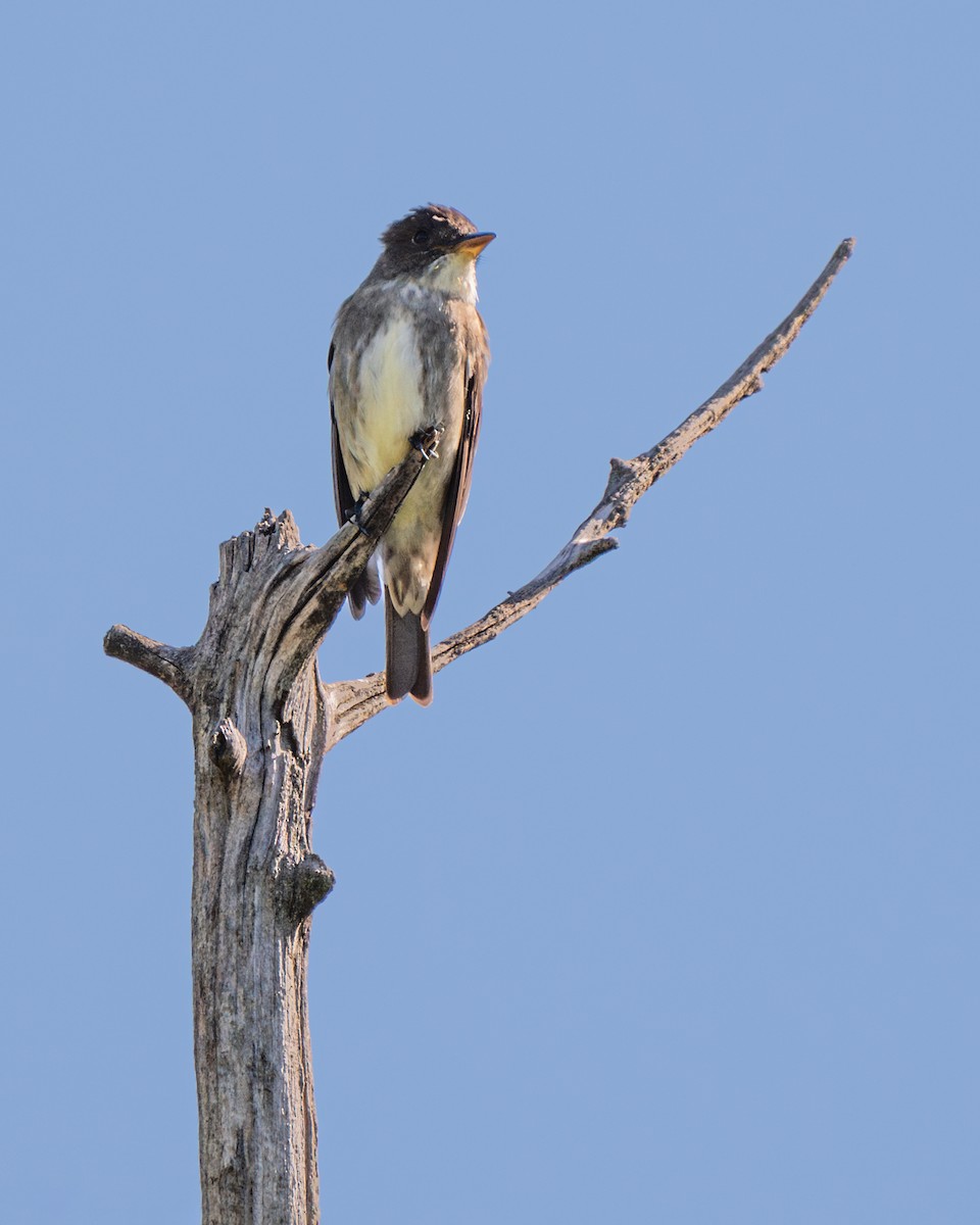 Olive-sided Flycatcher - Dori Eldridge