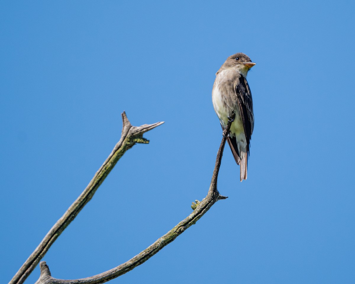 Olive-sided Flycatcher - Dori Eldridge