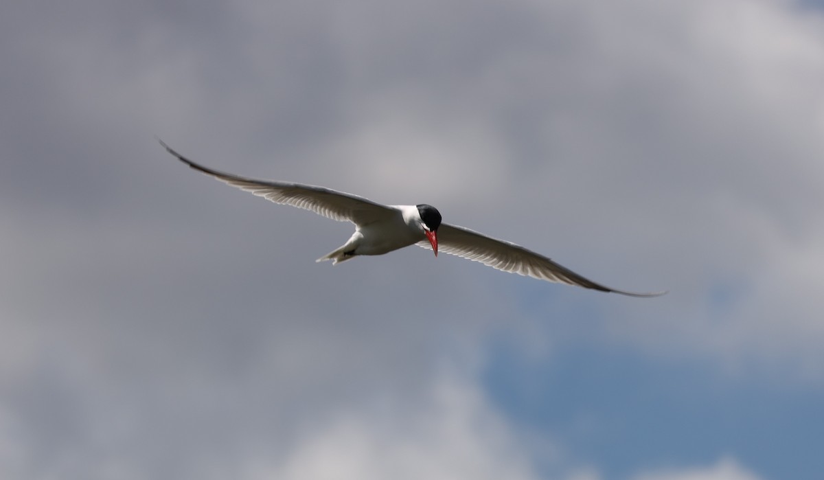 Caspian Tern - Eric Ginsburg