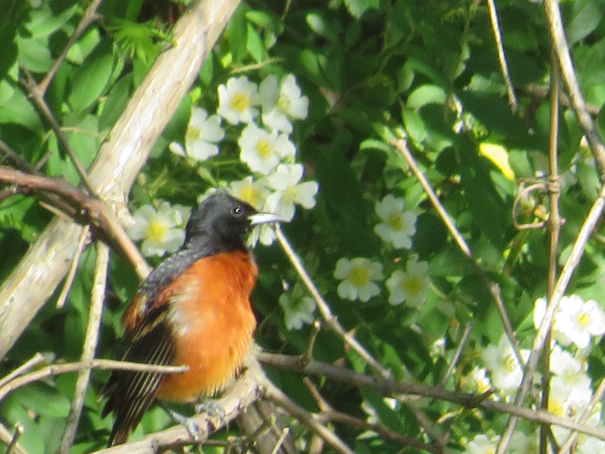 Orchard Oriole - ML618830617