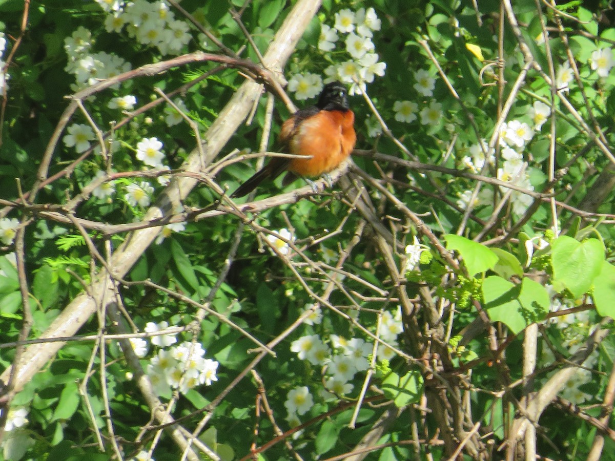 Orchard Oriole - ML618830618
