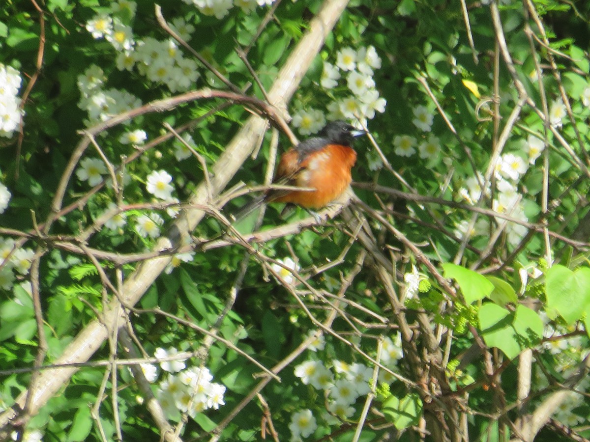 Orchard Oriole - ML618830619