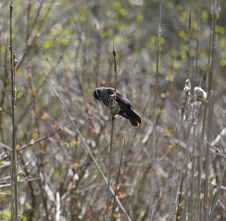 Red-winged Blackbird - Rachel Orlando