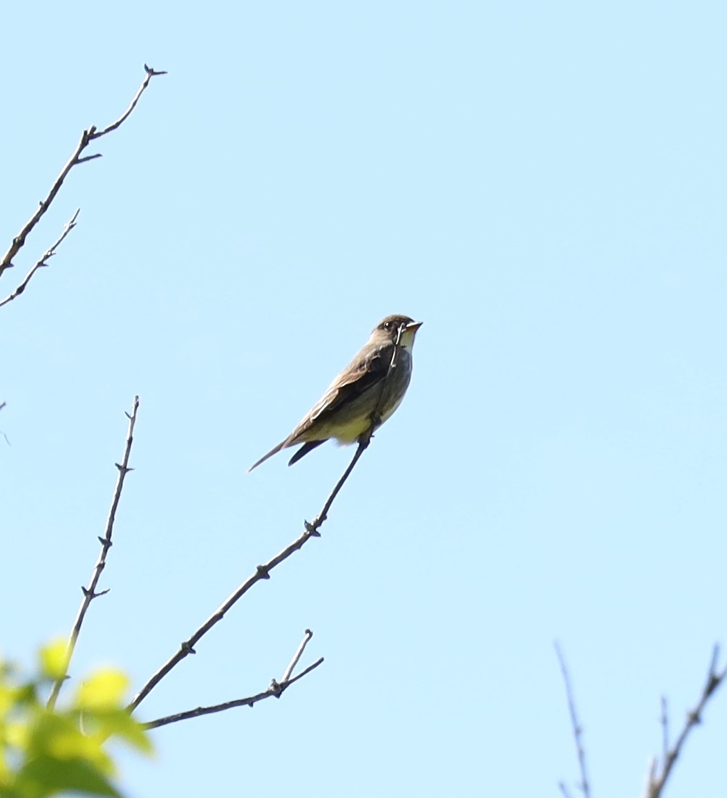 Olive-sided Flycatcher - Eric Ginsburg