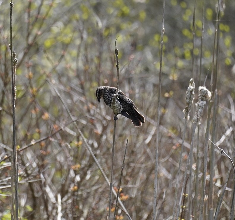 Red-winged Blackbird - Rachel Orlando