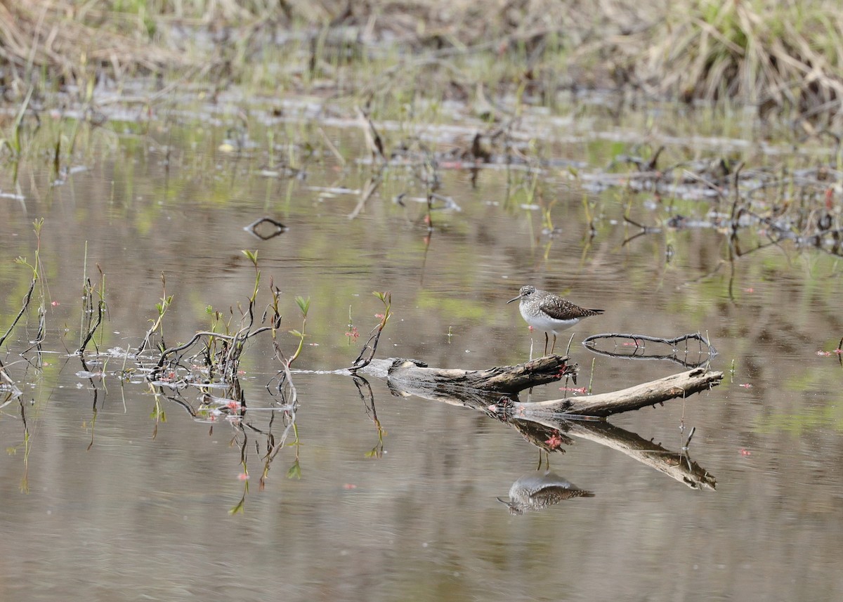 Solitary Sandpiper - Claude Allard