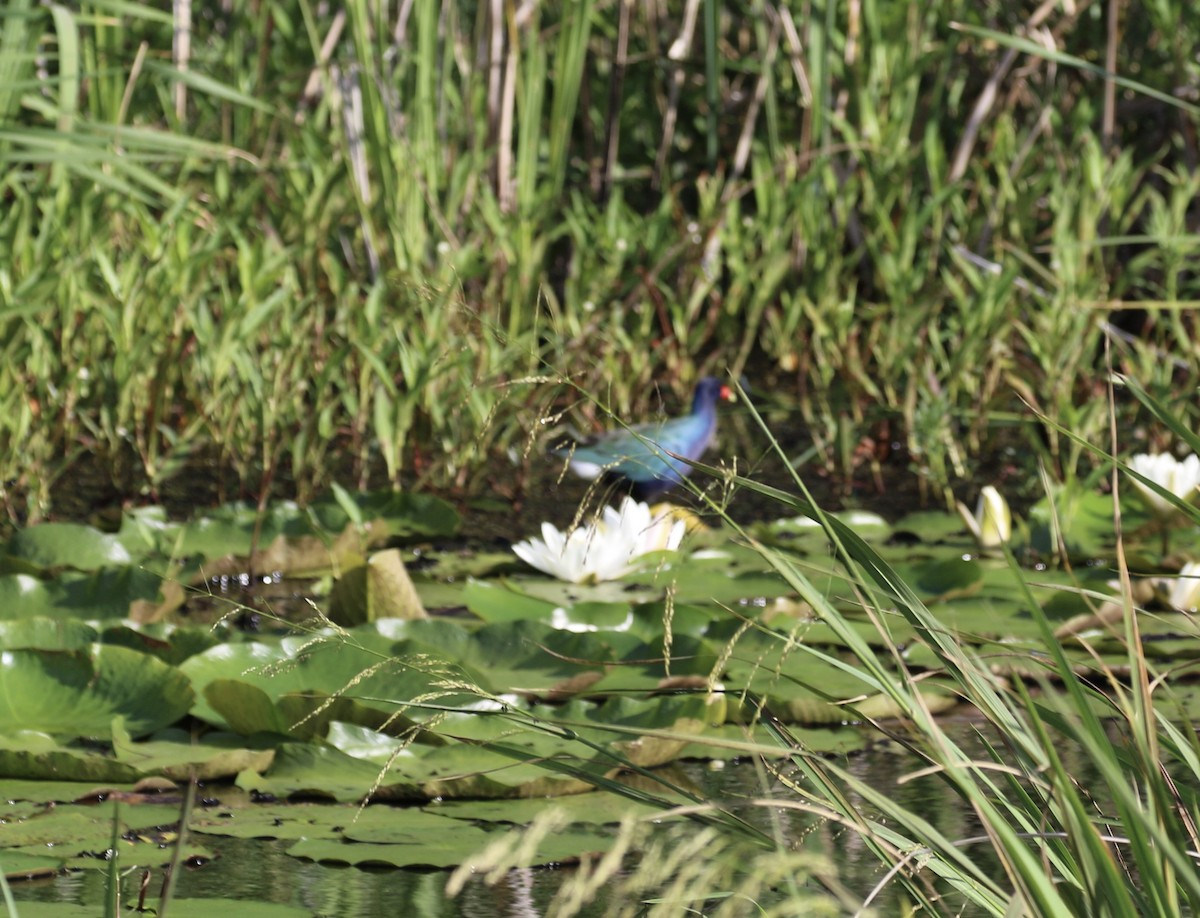 Purple Gallinule - Steve Rhodes