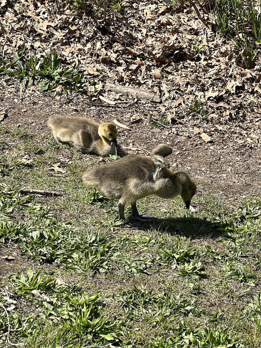 Canada Goose - ML618830662