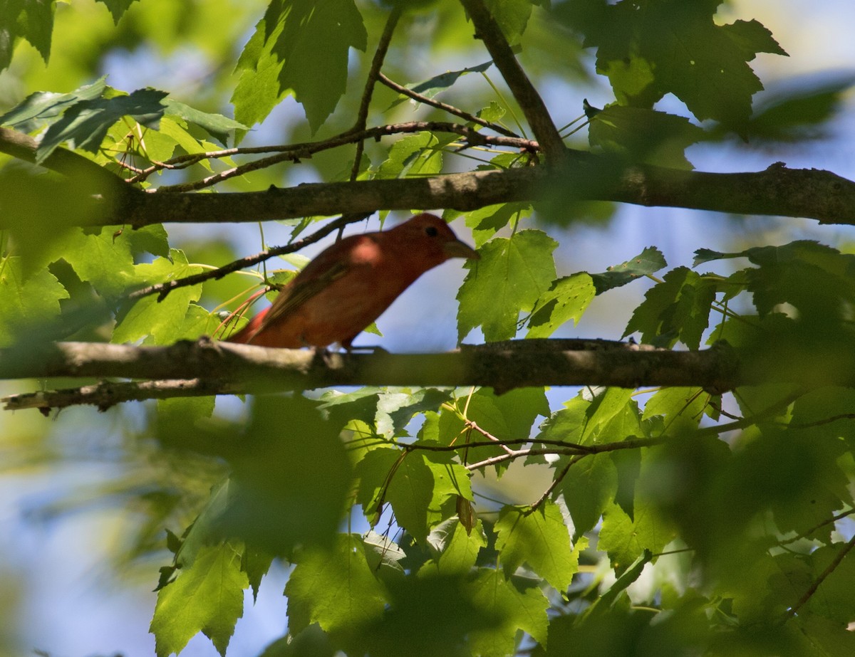 Summer Tanager - Mark R Johnson