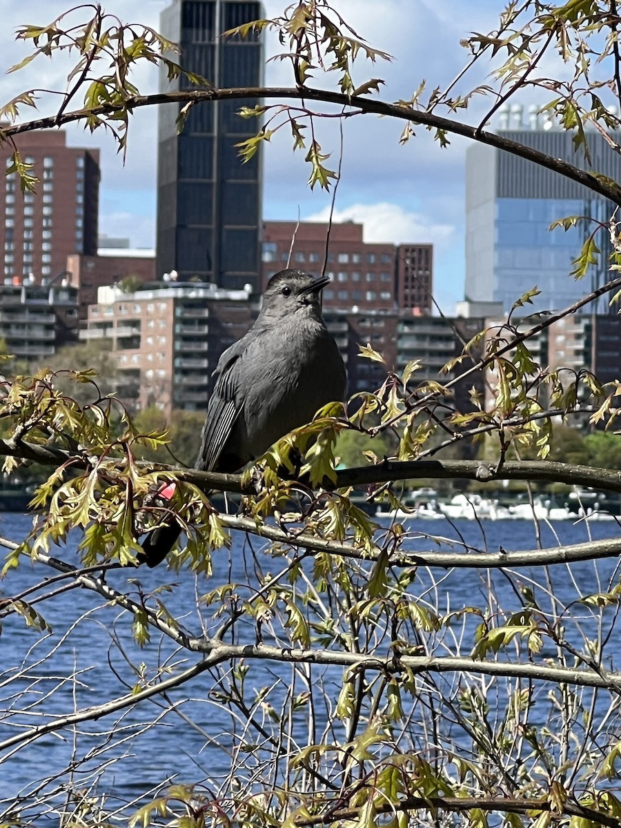 Gray Catbird - ML618830677
