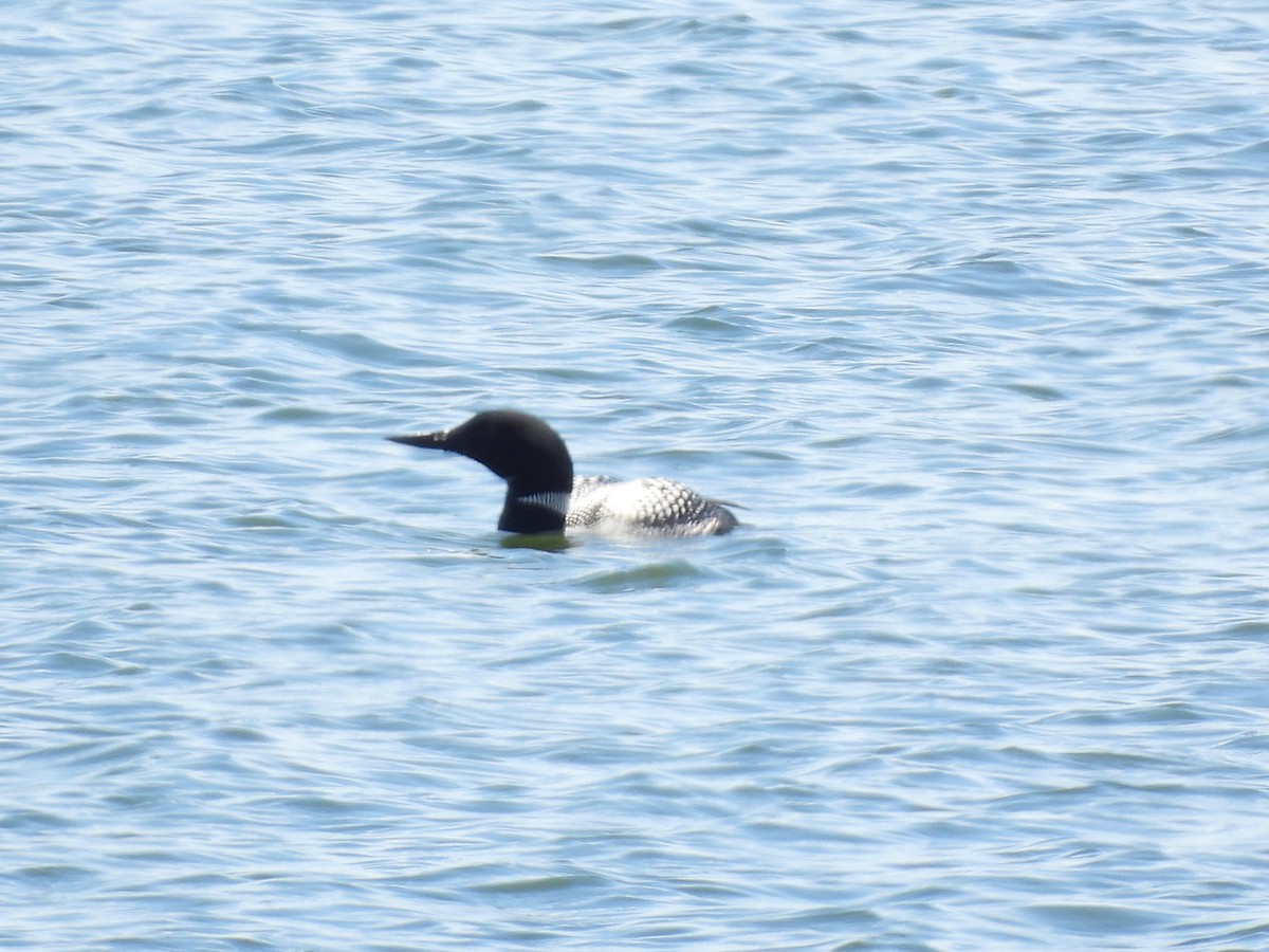 Common Loon - John McMahan