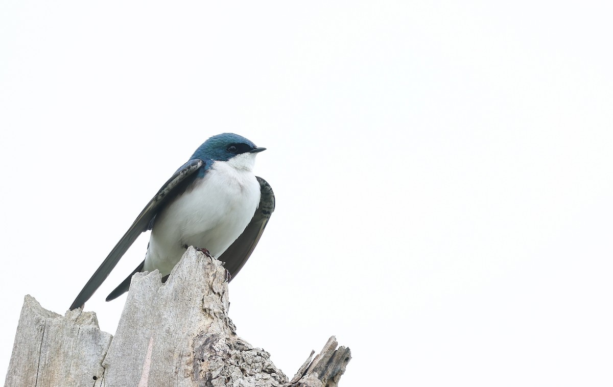 Tree Swallow - Ezra H