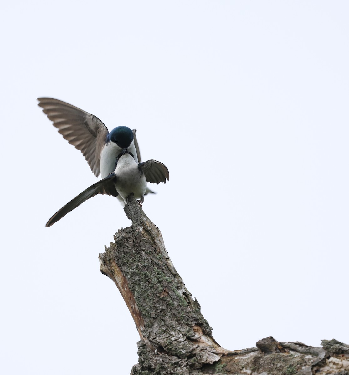 Tree Swallow - Ezra H