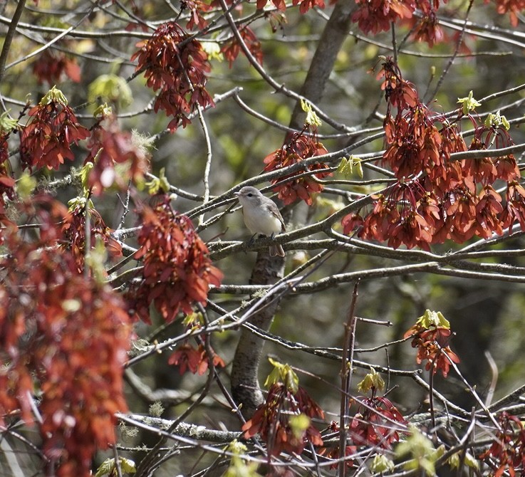 Warbling Vireo - Rachel Orlando