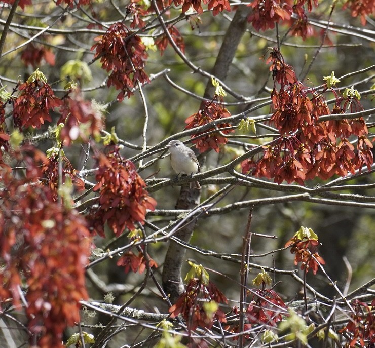 Warbling Vireo - Rachel Orlando