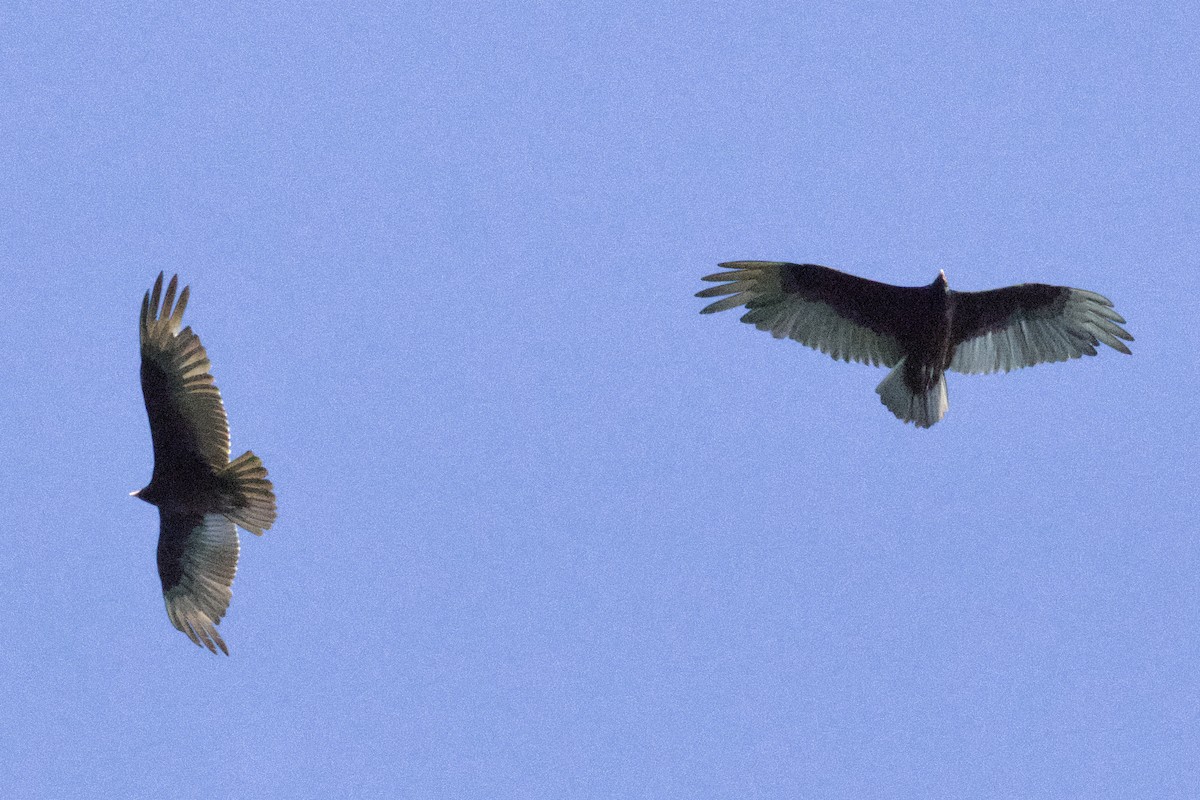 Turkey Vulture - Debbie Metler