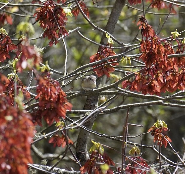 Warbling Vireo - Rachel Orlando