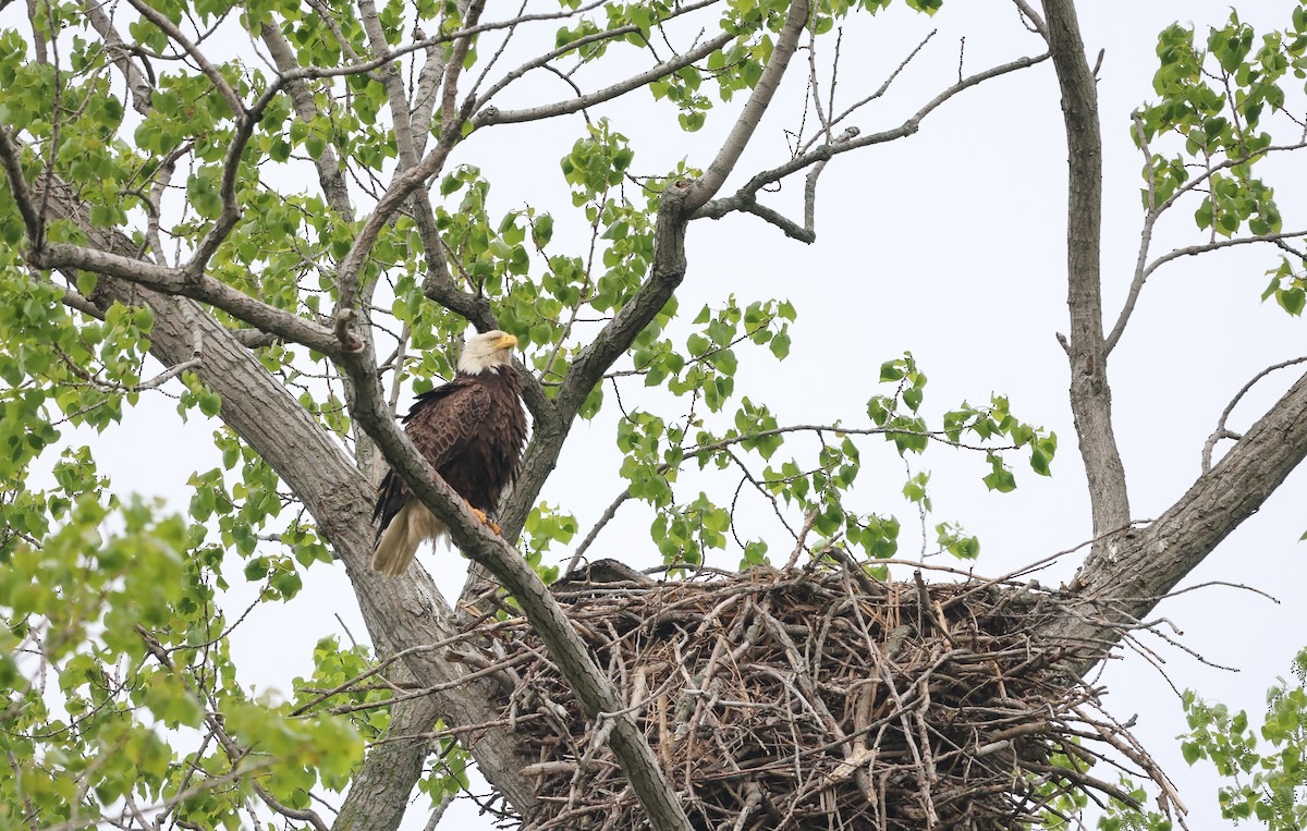 Bald Eagle - Ezra H