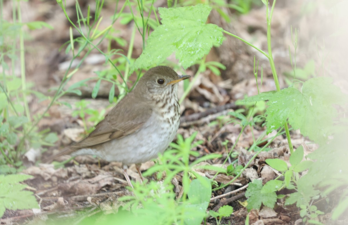 Gray-cheeked Thrush - ML618830725