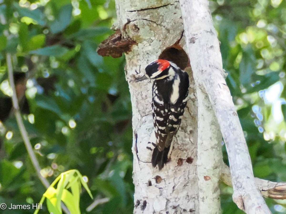 Downy Woodpecker - James Hill