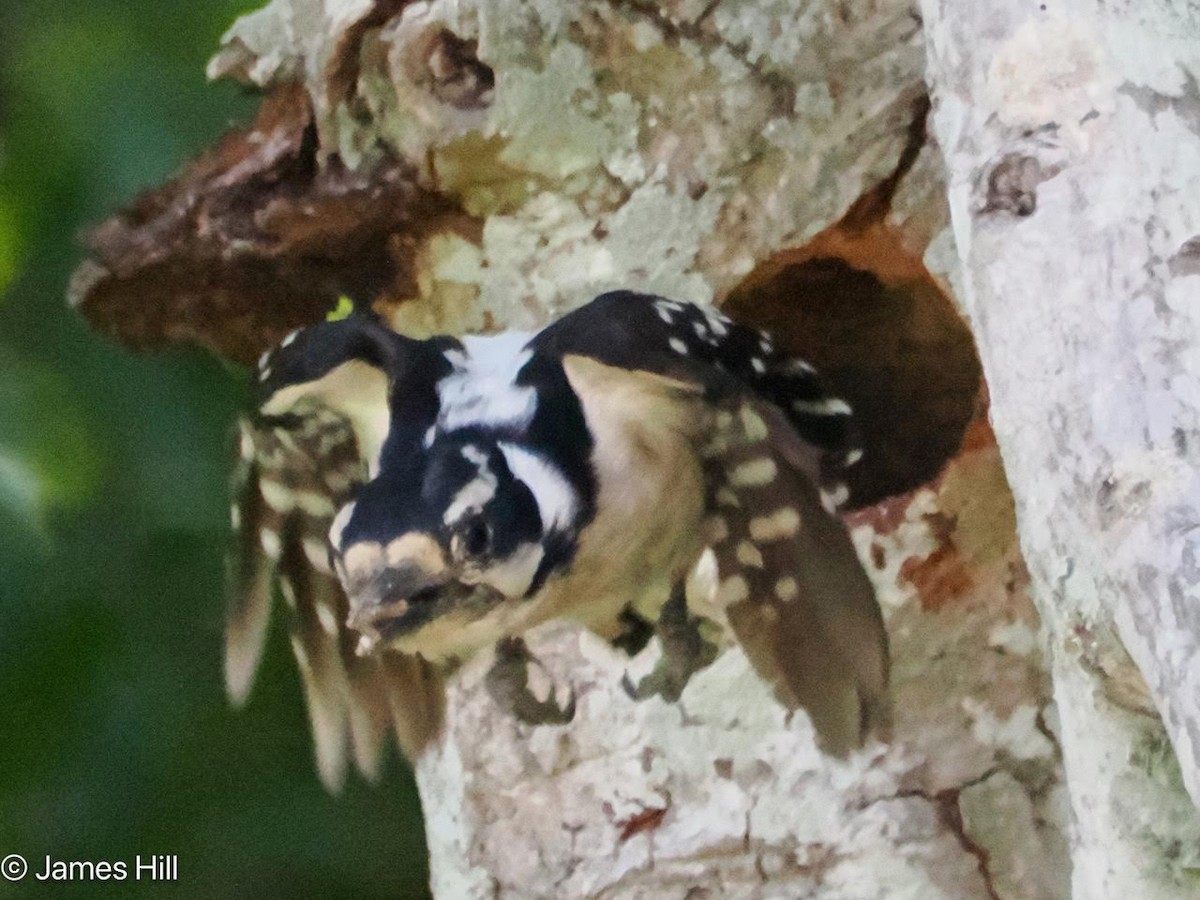 Downy Woodpecker - James Hill