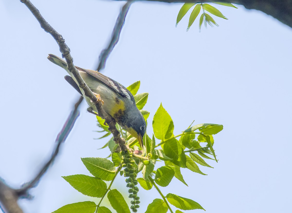 Northern Parula - Tom Gilde