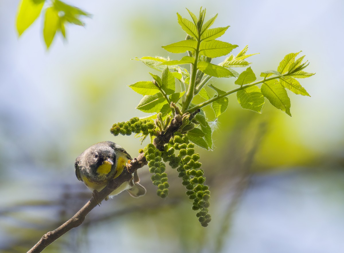 Northern Parula - Tom Gilde