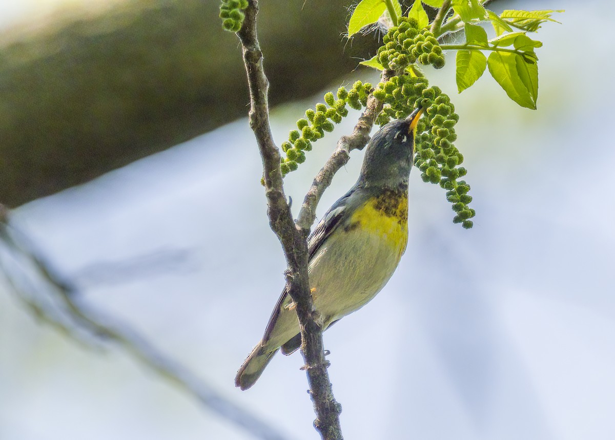 Northern Parula - Tom Gilde