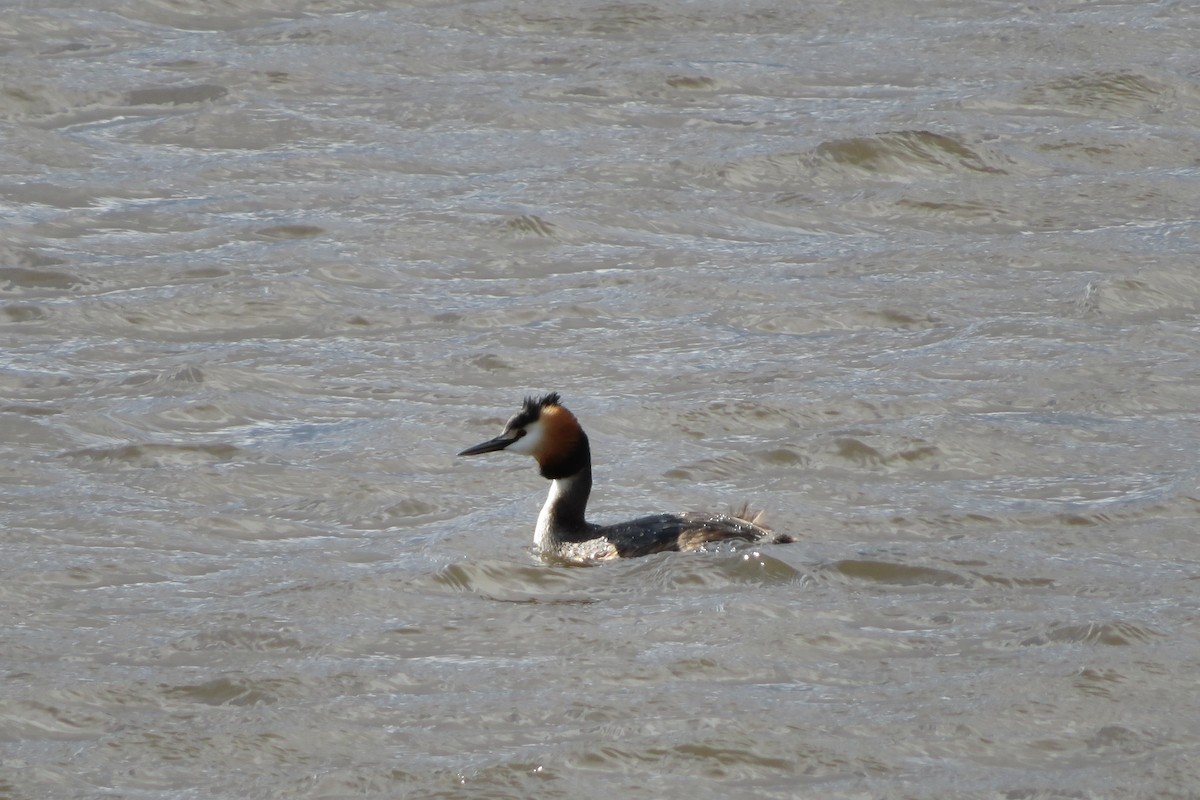 Great Crested Grebe - Antonina V