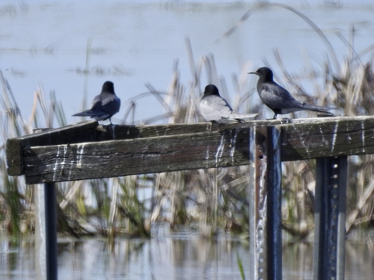 Black Tern - Betsy MacMillan