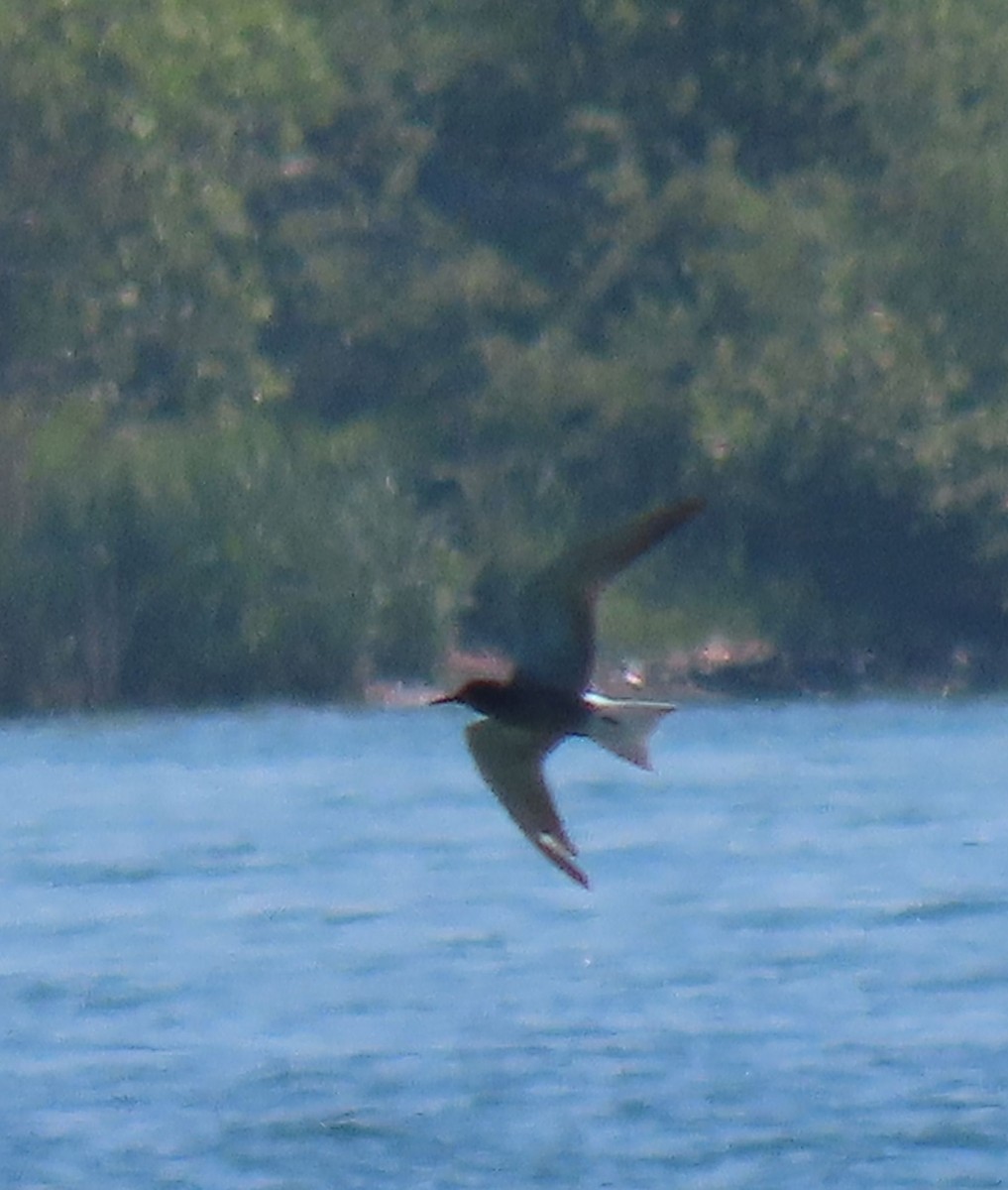 Black Tern - Thomas Brooks